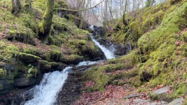 Aberfeldy 'nin Birks' ü, Robert Burns 'ün 1787' de İskoç aşk şarkısını yazdığı Moness Burn boyunca yürür. Turistik bir yer ve doğal bir yer. Moness Şelalesi