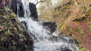 Aberfeldy 'nin Birks' ü, Robert Burns 'ün 1787' de İskoç aşk şarkısını yazdığı Moness Burn boyunca yürür. Turistik bir yer ve doğal bir yer. Moness Şelalesi
