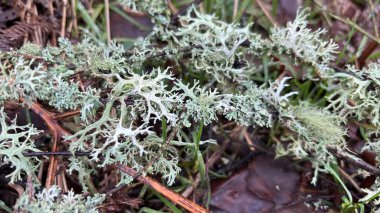 Ormanın derinliklerinde yosun ve yapraklarla ormandaki güzel yosunlar. Kapatın. Makro doğa