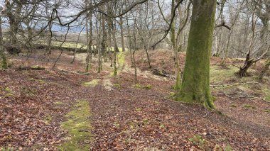 Gündüz vakti ormanda güzel bir ağaç görüntüsü. Bulutlu, kasvetli bir günde otlaklarla ve uzun çam ağaçlarıyla dolu bir İskoç kırsalında yuvarlanıyor. Dağlar ve vadiler