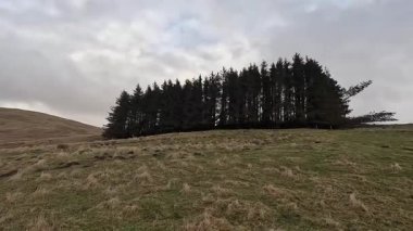 İskoçya 'nın Crieff yakınlarındaki Meall Tarsuinn dağında yürüyüş. Doğada tepe yürüyüşü, ilkbaharda açık hava, kar ve fundalık. Yuvarlanan dağlar