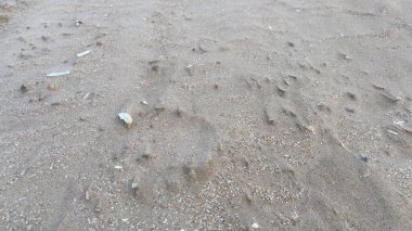 Rüzgarı kapat kumsal kabuklarını ve taşları soyut arkaplan deniz kıyısı kıyı şeridi kıyı dokusu 