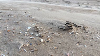 Rüzgarı kapat kumsal kabuklarını ve taşları soyut arkaplan deniz kıyısı kıyı şeridi kıyı dokusu 