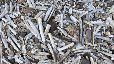 Kırık plaj kabuklarını kapatın. Rüzgâr kumları ve taşları silip süpürdü. Soyut arka plan deniz kıyısı kıyı şeridi kıyı şeridi kıyı dokusu. 