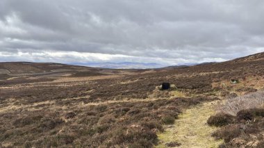 Glen Kulesi 'nde İskoç orman tavuğu vuruyor. İskoçya 'nın dağlık arazi manzarası tipik fundalık ve otlaklarla kaplı.