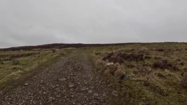 İskoç kırlarını ve tepelerini süpürdü. Perthshire sıradağları. Cnoc Beithe tepesi. Otlaklar, koyunlar ve akan su. Dağlık nehir bulutlu vahşi yerleri yakıyor.