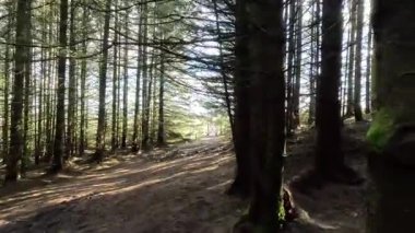 Glen Devon 'da Perthshire' daki Loch Tarret Barajı 'nın yanında yürüyorum. İskoç kırları ve tepeleri. Dağ sırası. Otlaklar, koyunlar ve akan su. İskoçya İskoç nehri aydınlık güneşli bir günde vahşi yerleri yakar.