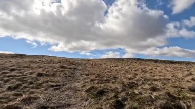 Glen Devon 'da Perthshire' daki Loch Tarret Barajı 'nın yanında yürüyorum. İskoç kırları ve tepeleri. Dağ sırası. Otlaklar, koyunlar ve akan su. İskoçya İskoç nehri aydınlık güneşli bir günde vahşi yerleri yakar.