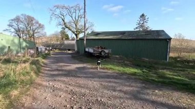 Dost canlısı çoban köpeği yaklaşıyor. Mutlu kuyruk sallama selamlaması. Perthshire dağlarında İskoç yamaç yürüyüşü. Geniş açık İskoçya vahşi doğası yuvarlanan tepeleri açıyor. Uzun mesafe yürüyüşü macerası.