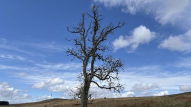 Perthshire dağlarında İskoç yamaç yürüyüşü. Geniş açık İskoçya vahşi doğası yuvarlanan tepeleri açıyor. Uzun mesafe yürüyüşü macerası.