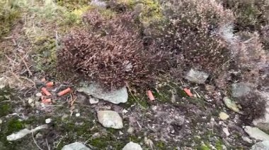 Perthshire dağlarında İskoç yamaç yürüyüşü. Geniş açık İskoçya vahşi doğası yuvarlanan tepeleri açıyor. Uzun mesafe macera yürüyüşü. Kış gölü ve Glen.
