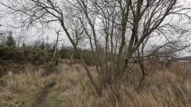 İskoçya 'daki Edinburgh yakınlarındaki Pentland Hills' te İskoç Hillwalking. Dışarıda yürüyüş, dağ tepesinde kovalamaca, dışarıda yamaçta tırmanma.