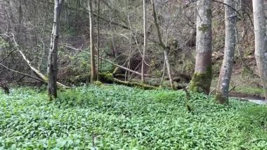 Yester Kalesi harabesi. Perili Cin şatosu hayaletli taş yapı terk edilmiş eski İskoç tahkimatları askeri harabe. 