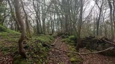 Yester Kalesi harabesi. Perili Cin şatosu hayaletli taş yapı terk edilmiş eski İskoç tahkimatları askeri harabe. 