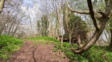 Gifford, İskoçya yakınlarındaki Yester Ormanı. Antik ağaçlar, uzun ağaçlar ve orman yürüyüş yolları. 