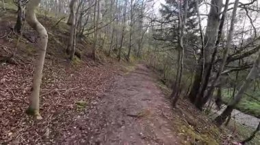 Gifford, İskoçya yakınlarındaki Yester Ormanı. Antik ağaçlar, uzun ağaçlar ve orman yürüyüş yolları. 