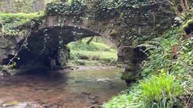 İskoçya, Gifford yakınlarındaki Yester Ormanı 'nda terk edilmiş taş bir köprü. Antik ağaçlar, uzun ağaçlar ve orman yürüyüş yolları. 