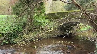 Gifford, İskoçya yakınlarındaki Yester Ormanı. Antik ağaçlar, uzun ağaçlar ve orman yürüyüş yolları. 