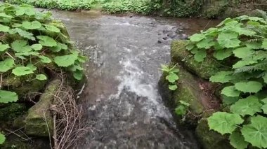 İskoçya, Gifford yakınlarındaki Yester Ormanı 'ndan akan akarsu. Antik ağaçlar, uzun ağaçlar ve orman yürüyüş yolları. 