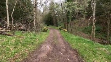 Gifford, İskoçya yakınlarındaki Yester Ormanı. Antik ağaçlar, uzun ağaçlar ve orman yürüyüş yolları. 