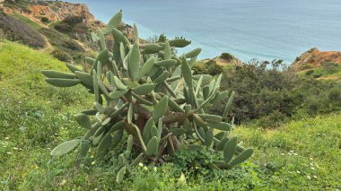 Lagos yakınlarındaki çarpıcı Algarve kıyı şeridi dramatik uçurumlar, altın plajlar, turkuaz sular ve parlak bir gökyüzü altında manzaralı okyanus manzarası.