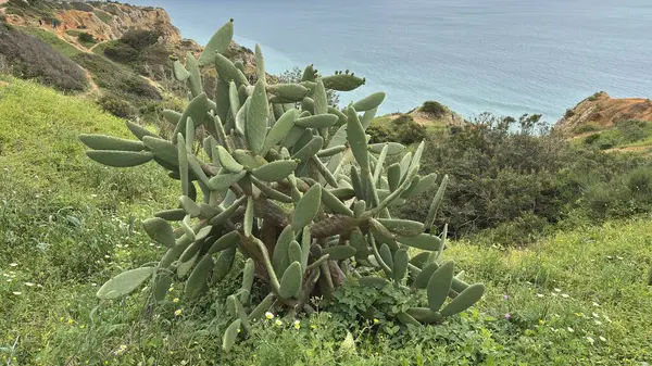 Lagos yakınlarındaki çarpıcı Algarve kıyı şeridi dramatik uçurumlar, altın plajlar, turkuaz sular ve parlak bir gökyüzü altında manzaralı okyanus manzarası.