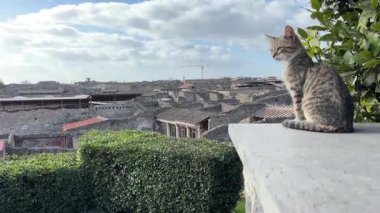 Napoli yakınlarındaki Pompei 'nin antik harabeleri, açık yaz gökyüzü altında korunmuş Roma sokaklarını, binalarını ve volkanik tarihini sergiliyordu.