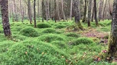 İskoçya 'nın Perthshire kentindeki Ballathie Ormanı' ndan canlı yeşillikleri ve zengin doğal dokuları olan eski bir geniş yapraklı ormanlık.