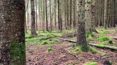 İskoçya 'nın Perthshire kentindeki Ballathie Ormanı' ndan canlı yeşillikleri ve zengin doğal dokuları olan eski bir geniş yapraklı ormanlık.