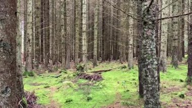 İskoçya 'nın Perthshire kentindeki Ballathie Ormanı' ndan canlı yeşillikleri ve zengin doğal dokuları olan eski bir geniş yapraklı ormanlık.