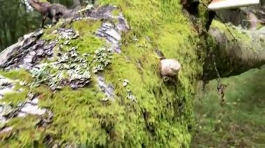 İskoçya 'nın Perthshire kentindeki Ballathie Ormanı' ndan canlı yeşillikleri ve zengin doğal dokuları olan eski bir geniş yapraklı ormanlık.