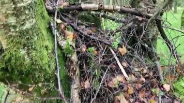 İskoçya 'nın Perthshire kentindeki Ballathie Ormanı' ndan canlı yeşillikleri ve zengin doğal dokuları olan eski bir geniş yapraklı ormanlık.