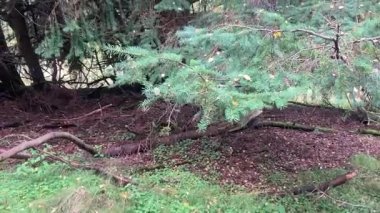İskoçya 'nın Perthshire kentindeki Ballathie Ormanı' ndan canlı yeşillikleri ve zengin doğal dokuları olan eski bir geniş yapraklı ormanlık.