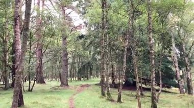 İskoçya 'nın Perthshire kentindeki Ballathie Ormanı' ndan canlı yeşillikleri ve zengin doğal dokuları olan eski bir geniş yapraklı ormanlık.