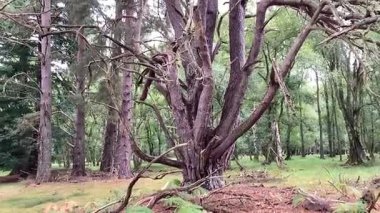 İskoçya 'nın Perthshire kentindeki Ballathie Ormanı' ndan canlı yeşillikleri ve zengin doğal dokuları olan eski bir geniş yapraklı ormanlık.