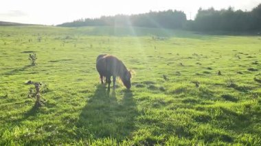 Atlar, İskoçya 'nın kırsal kesimlerinde, doğa ve sakin manzaralarla çevrili güneşli bir yaz tarlasında huzur içinde otluyor..