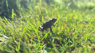 Küçük ortak bir kurbağa (Rana temporaria), barışçıl bir İskoç kırsalında yaz yeşilliğine karışarak yabani otların içinden atlar..