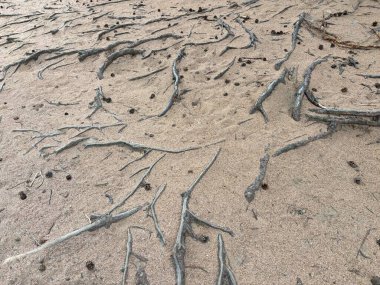 Cairngorms 'un altındaki LochMorlich parıldıyor, Caledonia çam ağaçlarının çerçevelediği kumlu plajı su sporları, doğa patikaları ve dağ panoramaları için mükemmel.. 