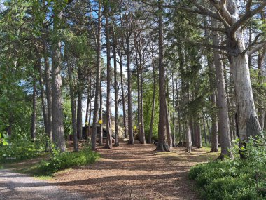 Tam yaz mevsiminde yemyeşil Highland ormanları. Antik ağaçların arasından süzülen güneş ışığı. Doku, renk ve huzur dolu doğal güzellik..