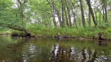 Aviemore yakınlarındaki Morlich Gölü 'nün sakin manzarası, sakin suları, çevresindeki ormanlar ve uzak tepeler Cairngorms Milli Parkı' nın güzelliğini yansıtıyor..