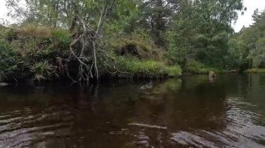 Aviemore yakınlarındaki Morlich Gölü 'nün sakin manzarası, sakin suları, çevresindeki ormanlar ve uzak tepeler Cairngorms Milli Parkı' nın güzelliğini yansıtıyor..