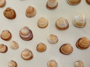 Beyaz bir duvara monte edilmiş eski deniz kabukları doğal dokuları ve kıyı güzelliğini ön plana çıkarıyor. Deniz yaşamı, doğa, plaj dekorasyonu ve deniz kenarı nostaljisi için ideal..