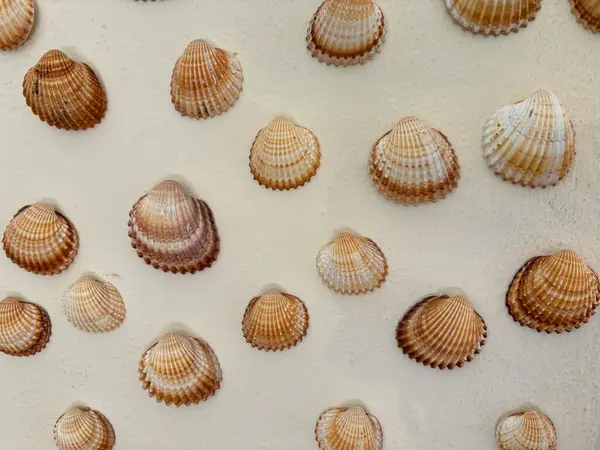 Beyaz bir duvara monte edilmiş eski deniz kabukları doğal dokuları ve kıyı güzelliğini ön plana çıkarıyor. Deniz yaşamı, doğa, plaj dekorasyonu ve deniz kenarı nostaljisi için ideal..