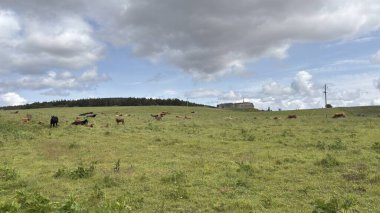 Nethy Köprüsü 'ndeki Roy Kalesi. Cairngorm 'ların ve Strathspey' lerin panoramik manzarasını sunan bir buzulun tepesindeki avlu kalesi.. 