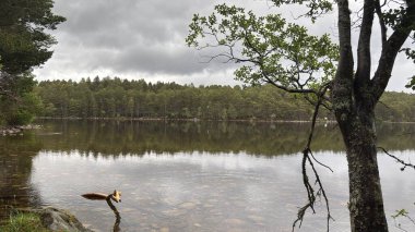 Rothiemurchus ormanlarında yürüyüp Eilein Gölü 'nü sakinleştirecek antik çamlar ve Cairngorm tepeleriyle çevrelenmiş bir kale adası olacak..