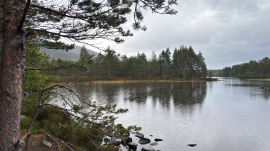 Rothiemurchus ormanlarında yürüyüp Eilein Gölü 'nü sakinleştirecek antik çamlar ve Cairngorm tepeleriyle çevrelenmiş bir kale adası olacak..
