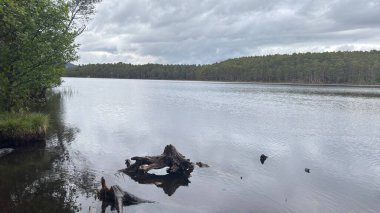 Rothiemurchus ormanlarında yürüyüp Eilein Gölü 'nü sakinleştirecek antik çamlar ve Cairngorm tepeleriyle çevrelenmiş bir kale adası olacak..