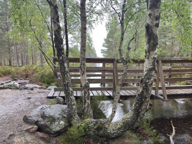 Rothiemurchus ormanlarında yürüyüp Eilein Gölü 'nü sakinleştirecek antik çamlar ve Cairngorm tepeleriyle çevrelenmiş bir kale adası olacak..