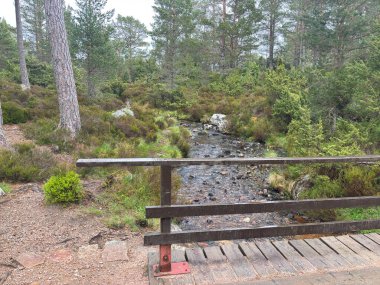 Rothiemurchus ormanlarında yürüyüp Eilein Gölü 'nü sakinleştirecek antik çamlar ve Cairngorm tepeleriyle çevrelenmiş bir kale adası olacak..