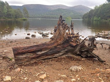 Rothiemurchus ormanlarında yürüyüp Eilein Gölü 'nü sakinleştirecek antik çamlar ve Cairngorm tepeleriyle çevrelenmiş bir kale adası olacak..